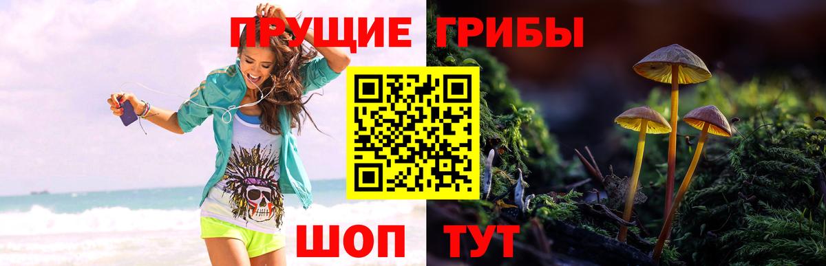 как найти   Вход с VPN  Таганрог  Галлюциногенные грибы Cubensis 